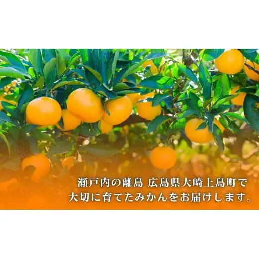 温州みかん 皮が薄い 甘み凝縮 約10kg 約100～120個 [先行予約 2026年11月中旬～発送] 瀬戸内 亀ちゃんみかん S～M玉 広島県 大崎上島町 国産 濃厚 果物 フルーツ ギフト 家庭用 送料無料 産地直送 亀田農園