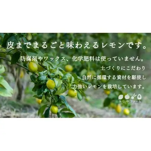 オーガニック 瀬戸内レモン 20kg 【2027年 1月 ～ 5月 出荷】 先行予約