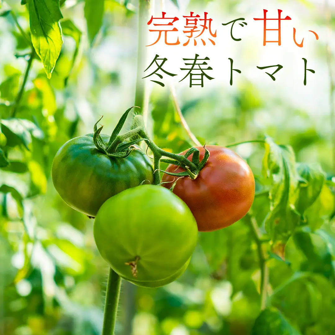 冬春トマト 完熟収穫 約2kg( 10～15個 )  西田農園 【2026年12月～5月発送】