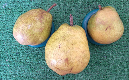 【令和8年産先行予約】 〈訳あり品 家庭用〉 ラ・フランス 約3kg (9～13玉) 《令和8年11月中旬～発送》 『カネタ高橋青果』 ラフランス 果物 フルーツ 山形県 南陽市 [2274]