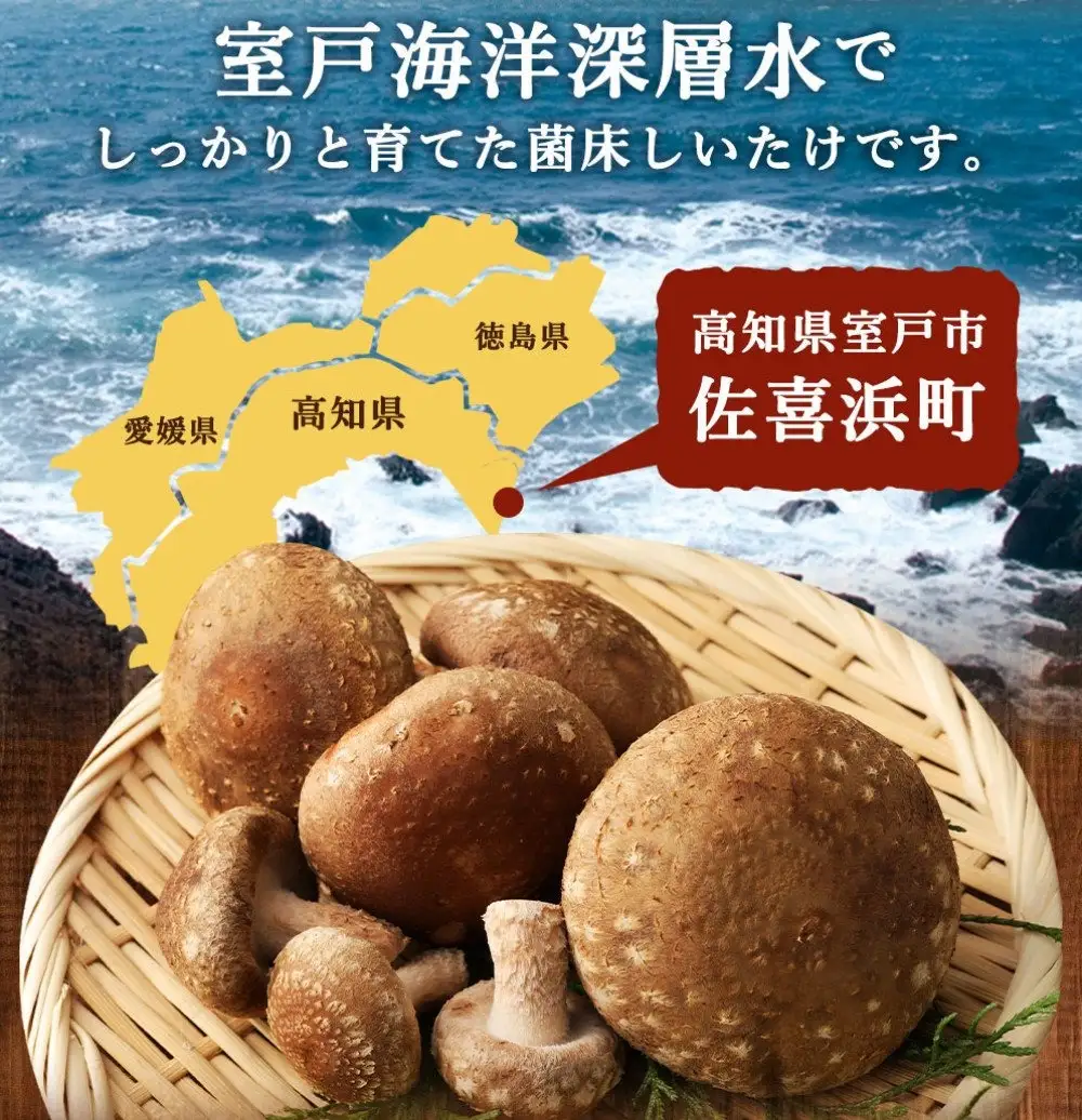 国産 佐喜浜しいたけ 約1㎏ 椎茸 しいたけ 肉厚 うまみ 菌床 きのこ キノコ 調理 料理 ごはん ご飯 10000円以上 1万 高知県 