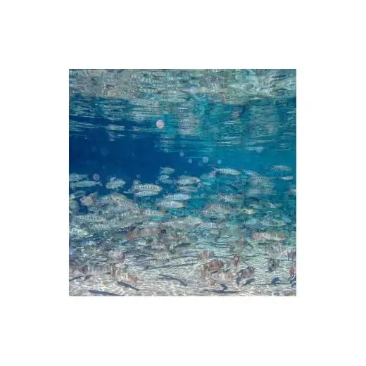 あまご魚醤とジャバラ果汁のポン酢「あまぽん」