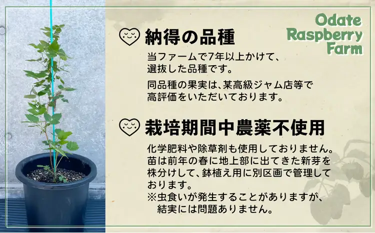 ラズベリー苗　150P7803【おおだてラズベリーファーム】