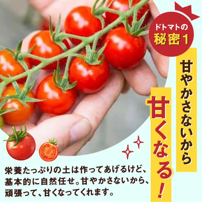 【2027年2月上旬発送】極ドトマト 1kg / 佐賀県 / 永尾産ち [41AAAC005]