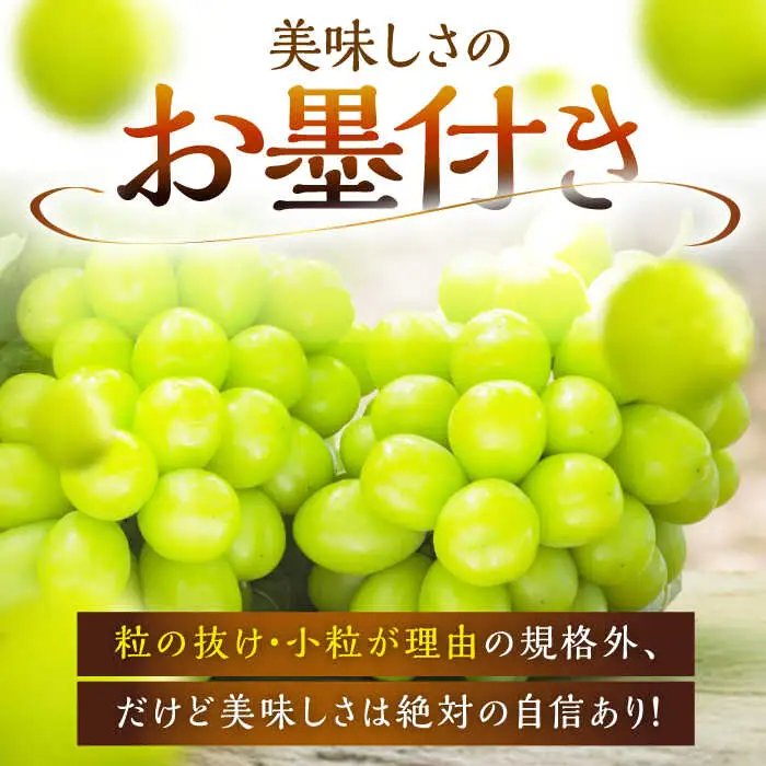 マスカット 【2026年先行予約】【15個限定】【ご自宅用】シャインマスカット 1房（約500g） [AIAB004] マスカット