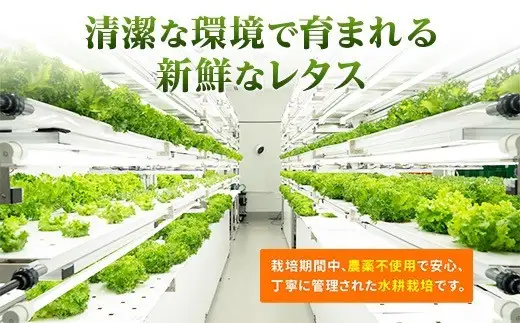 とれたてレタスと玉ねぎドレッシングセット