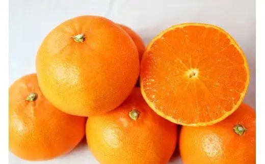 【ご家庭用訳あり】 ジューシー 柑橘 せとか 3kg 【先行予約】  / みかん 柑橘 フルーツ 果物 和歌山 ※2027年2月下旬～3月中旬頃発送（お届け日指定不可） ※離島への配送不可 【uot834A】