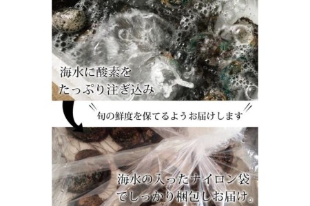 やわコリ食感紀州活アワビ 【5個入】◇｜海産物 海鮮 魚介類 鮑 おかず あわび 高級食材 養殖 国産 産地直送 鮮貝 美浜町