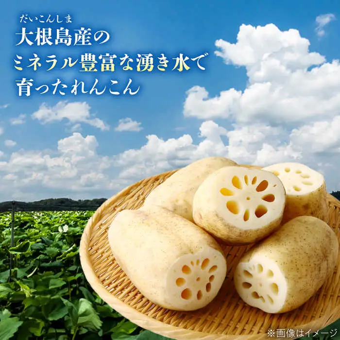 れんこん 【先行予約】【2026年10月上旬以降順次発送】【数量限定50個】島採れ掘りたて 大根島産神泉れんこん 3kg 島根県松江市/株式会社ふぁーむ大根島[ALCB005] れんこん れんこん