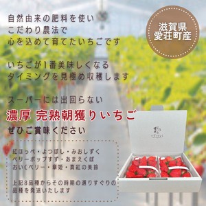 完熟いちご食べ比べセット品種おまかせ　滋賀県愛荘町産　2026年２月?2026年４月頃発送 BJ01