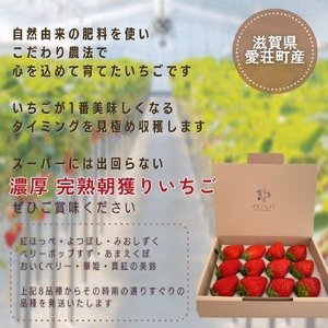 完熟いちご大粒ギフトボックス 品種おまかせ　滋賀県愛荘町産 2026年２月?2026年４月頃発送 BJ02