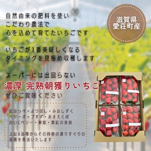 完熟いちご 約250?300g×4パック 品種おまかせ　滋賀県愛荘町産　2026年２月?2026年４月頃発送 BJ07