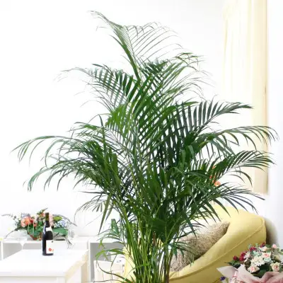 【観葉植物】アレカヤシ 10号 ストライプバスケット鉢カバー 土の表面:ウッドチップ 【観葉植物 インテリア 部屋 おしゃれ 福岡県 筑前町 送料無料 AG037】