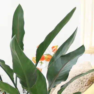 【観葉植物】ストレリチア レギネ 8号 ホワイト陶器鉢 G【観葉植物 インテリア 部屋 おしゃれ 福岡県 筑前町 送料無料 AG040】【価格改定】