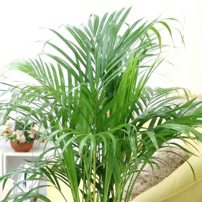 【観葉植物】アレカヤシ 8号 ストライプバスケット鉢カバー 土の表面：ウッドチップ 【観葉植物 インテリア 部屋 おしゃれ 福岡県 筑前町 送料無料 AG041】