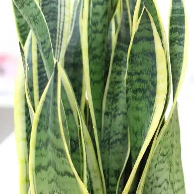 【観葉植物】サンスベリア 7号 ブラウンバスケット鉢カバー 土の表面:ウッドチップ 【観葉植物 インテリア 部屋 おしゃれ 福岡県 筑前町 送料無料 AG044】