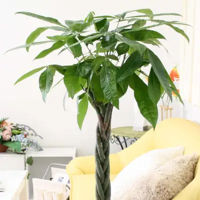 【観葉植物】パキラ 8号 ストライプバスケット鉢カバー 土の表面:ウッドチップ【観葉植物 インテリア 部屋 おしゃれ 福岡県 筑前町 送料無料 AG045】
