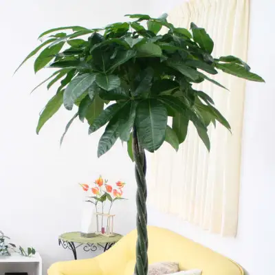 【観葉植物】パキラ 10号 ホワイトバスケット鉢カバー 土の表面:ウッドチップ【観葉植物 インテリア 部屋 おしゃれ 福岡県 筑前町 送料無料 AG046】