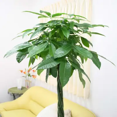 【観葉植物】パキラ 10号 ブラウンバスケット鉢カバー 土の表面:ウッドチップ【観葉植物 インテリア 部屋 おしゃれ 福岡県 筑前町 送料無料 AG047】