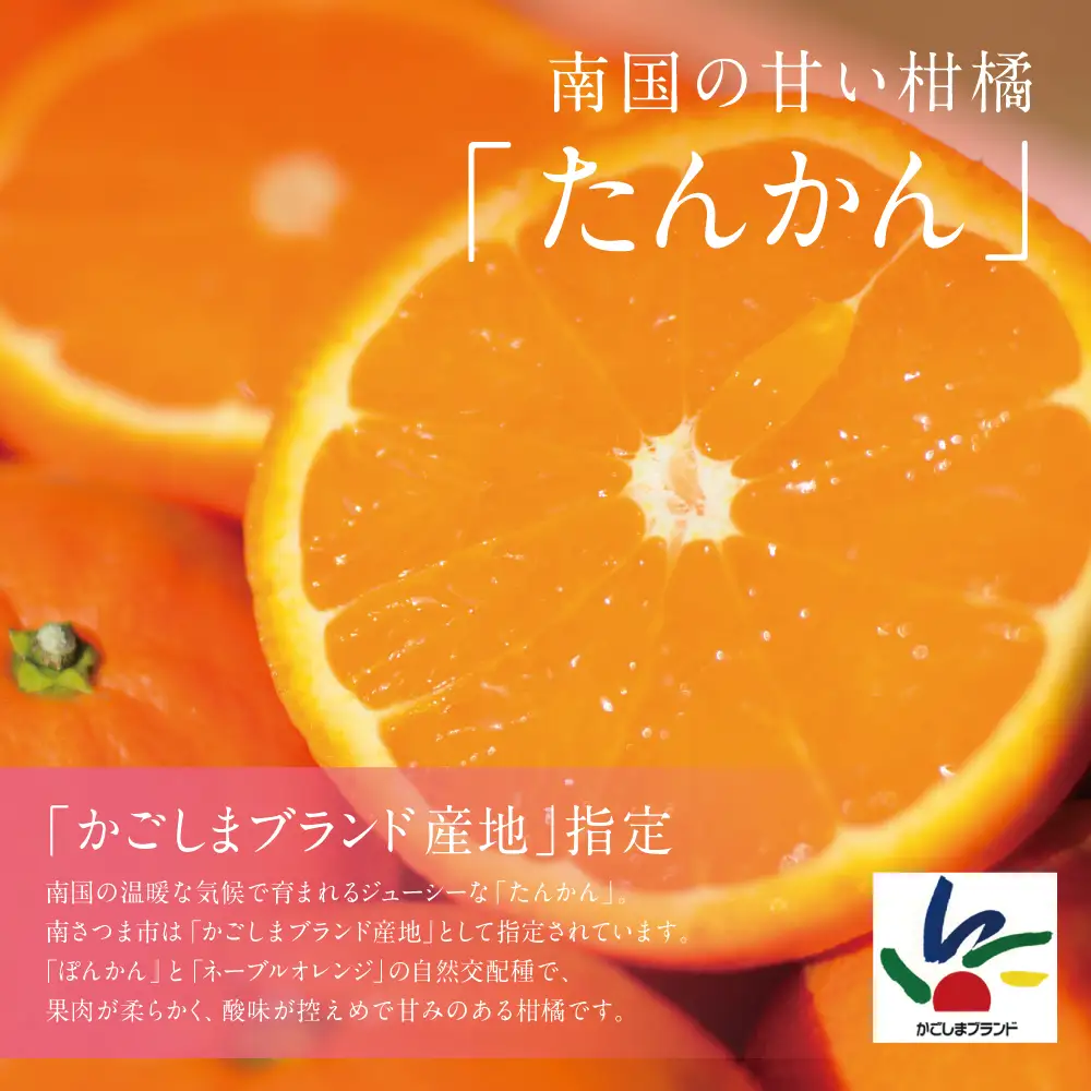 【2027年2月中旬発送開始】たんかん 約4.5kg 果物 フルーツ 柑橘 みかん 鹿児島県産
