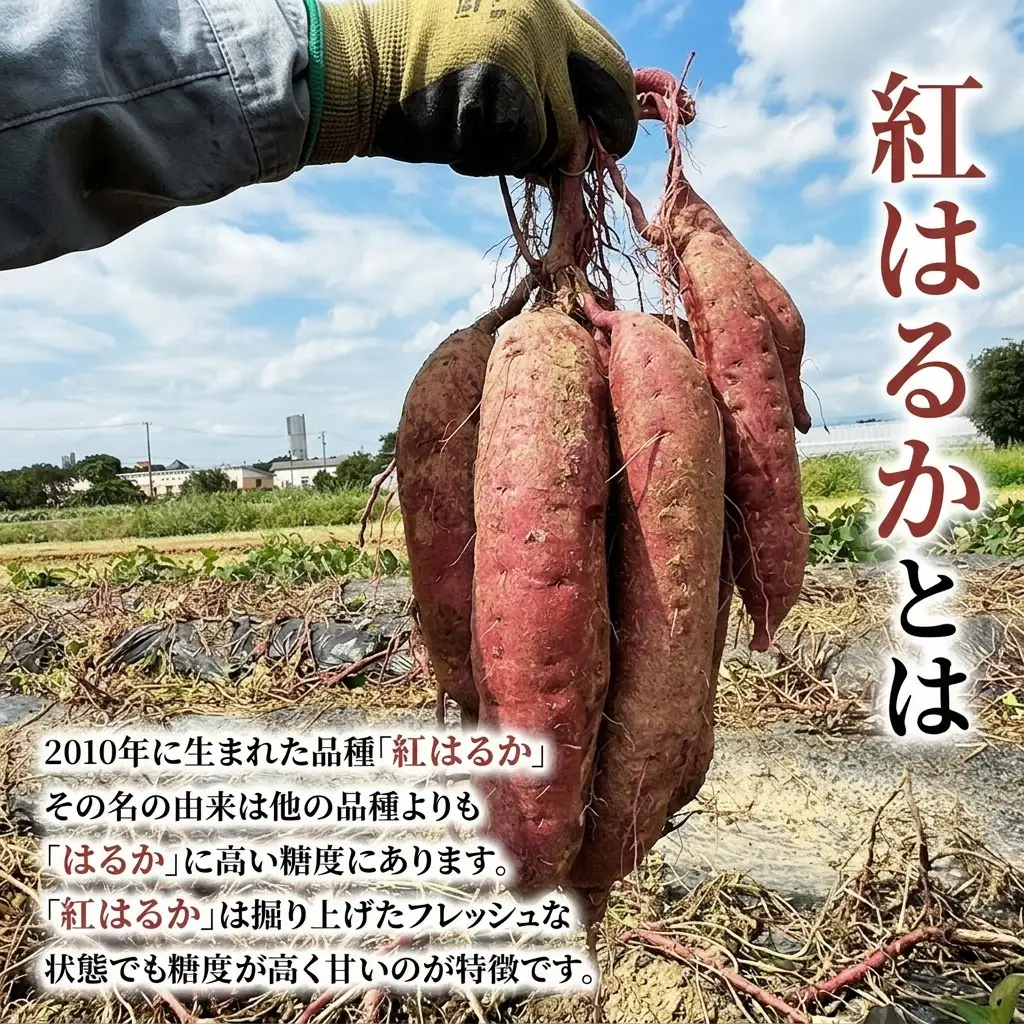さつまいも 紅はるか 訳あり無選別 熟成 さつまいも【5kg】