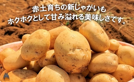 《今が旬！》福祉作業所の仕事にもつながる！徳之島の“新”じゃがいも（3kg）( バレイショ 野菜 旬 春 徳之島 奄美 鹿児島 肉じゃが カレー じゃがバター 美味しい 人気 オススメ 福祉作業所 雇用 少量 お一人様 使いきり 2025年春お届け )