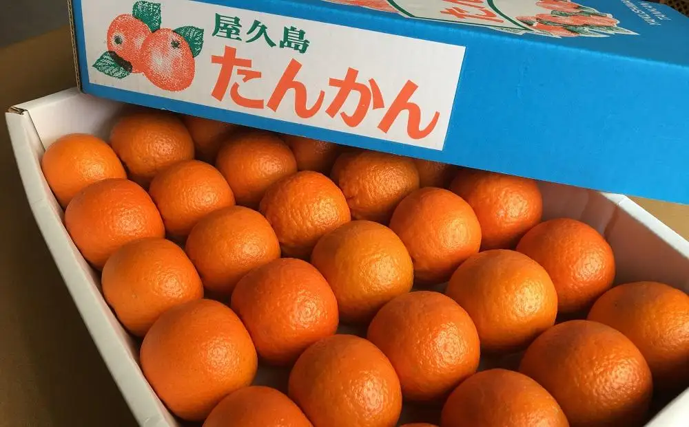 2027年発送 屋久島産たんかん 約3.5kg・Lサイズ＜先行予約／数量限定＞｜たんかん