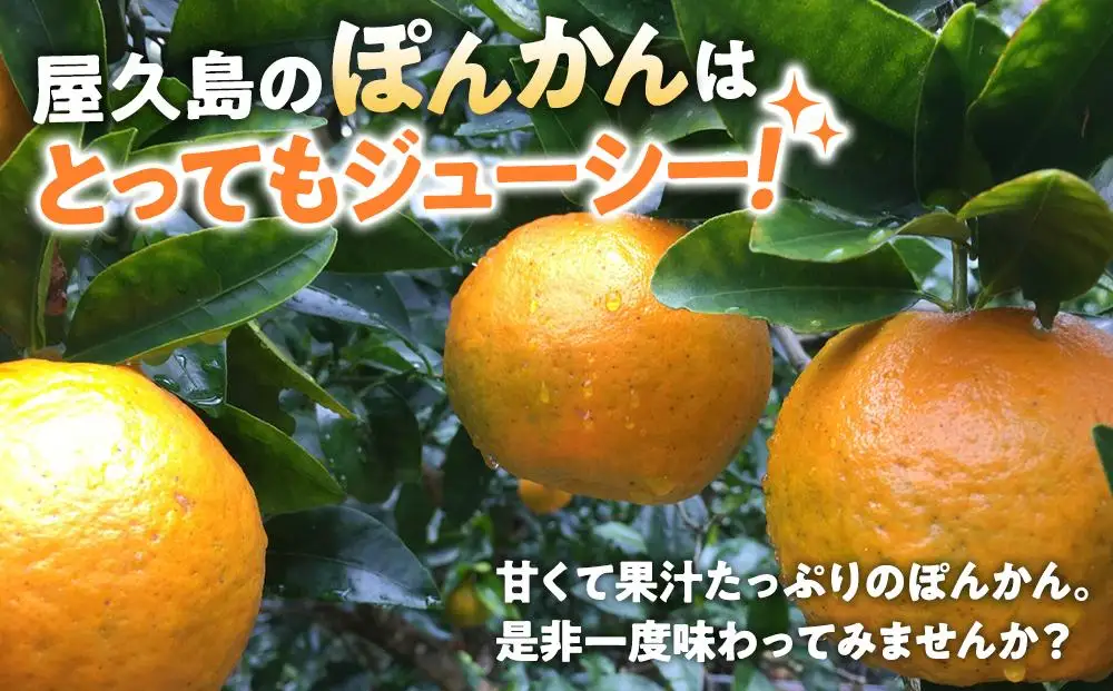 2026年 屋久島産 ぽんかん 家庭用 訳あり 約3kg 小玉(S～Mサイズ・少々キズあり)＜先行予約／数量限定＞
