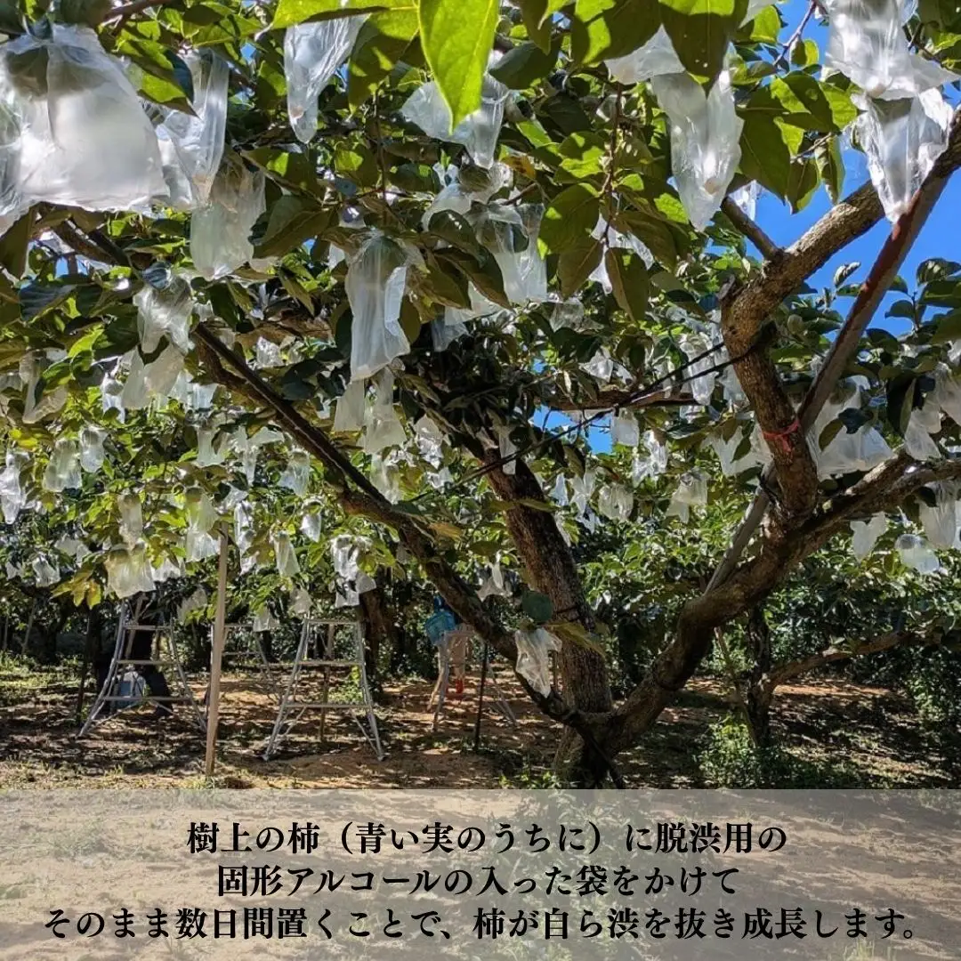おけさ柿 5L 8個入 | 新潟県 佐渡市 柿
