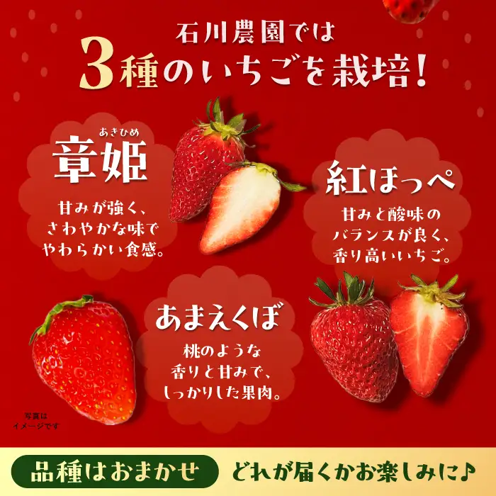 【先行予約】完熟 いちご 4パック / 恵那市 / クリエイティブファーマーズ [AUAH020] いちご