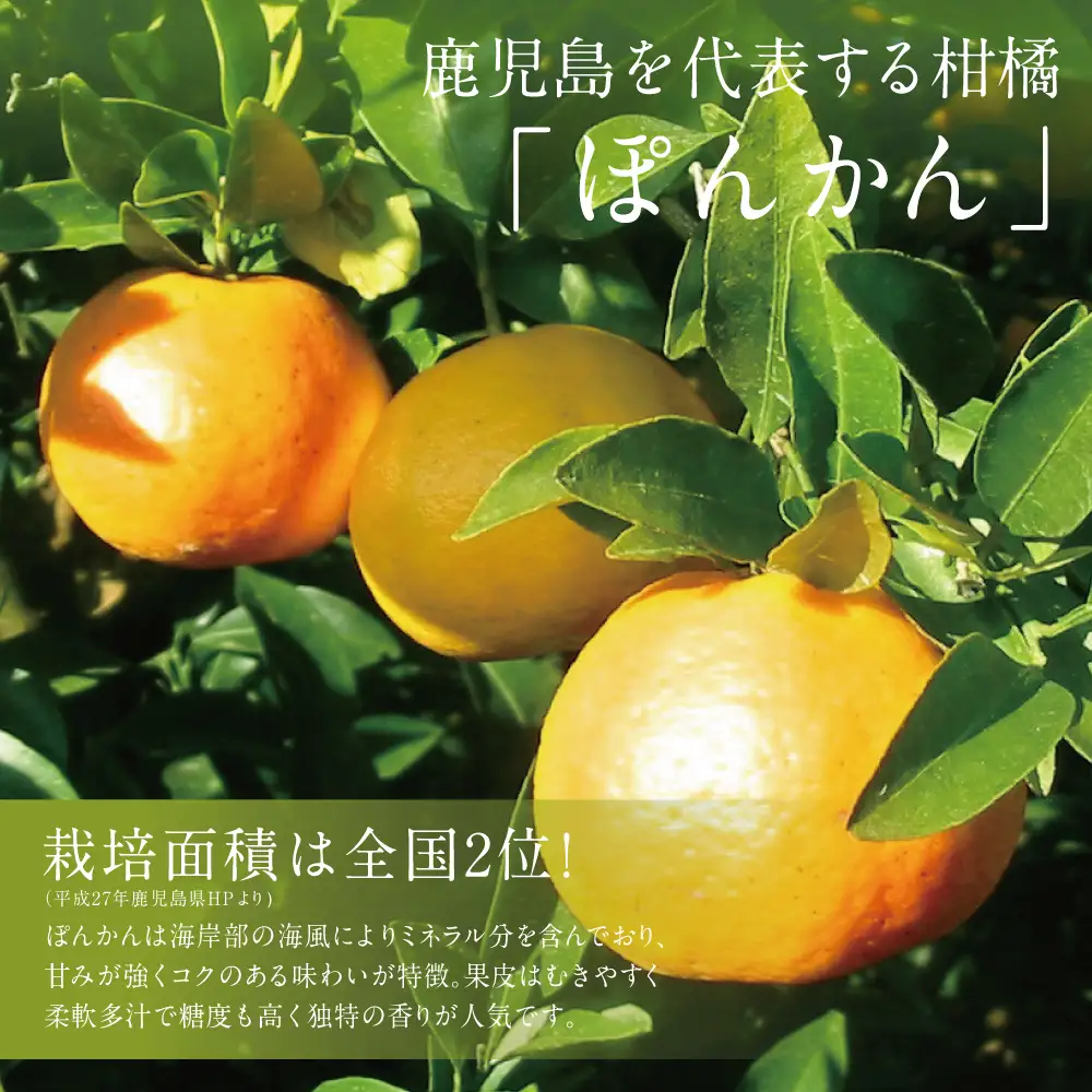 【2027年1月発送】数量限定！ぽんかん 約5kg ポンカン 果物 フルーツ 柑橘 みかん 鹿児島県産