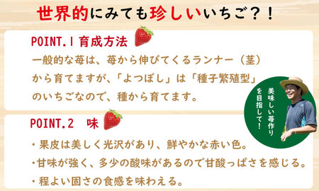 【先行予約】R9年1月中旬頃出荷開始 いちご「よつぼし」230g×２パック A075-018 いちご 佐賀県小城市産 A075-018
