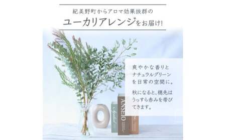 ＼アロマ効果抜群／  ユーカリとアカシア(ミモザ)のアレンジ〈なかやFarm 和歌山県 紀美野町〉/  オージープランツ 癒し 清涼感 植物 花瓶 ユーカリ アカシア ミモザ ハーブ プレゼント ギフト 【nkf948-yuak】