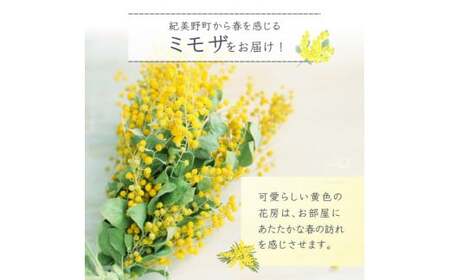  ～ 春の訪れ ～ ミモザ 15本入り〈なかやFarm 和歌山県 紀美野町〉/   癒し 植物 プランター フラワー プラント 花瓶  アカシア ミモザ ハーブ プレゼント ギフト 【nkf948-mimo-15】