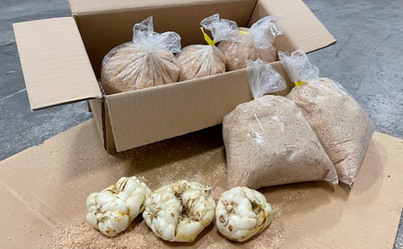 【規格外】十勝幕別 忠類ゆり根 500g（M～2L）3～5玉［JA忠類］9月～3月発送限定【 北海道 幕別町 忠類 十勝 高級食材 お正月 料理 訳あり 】