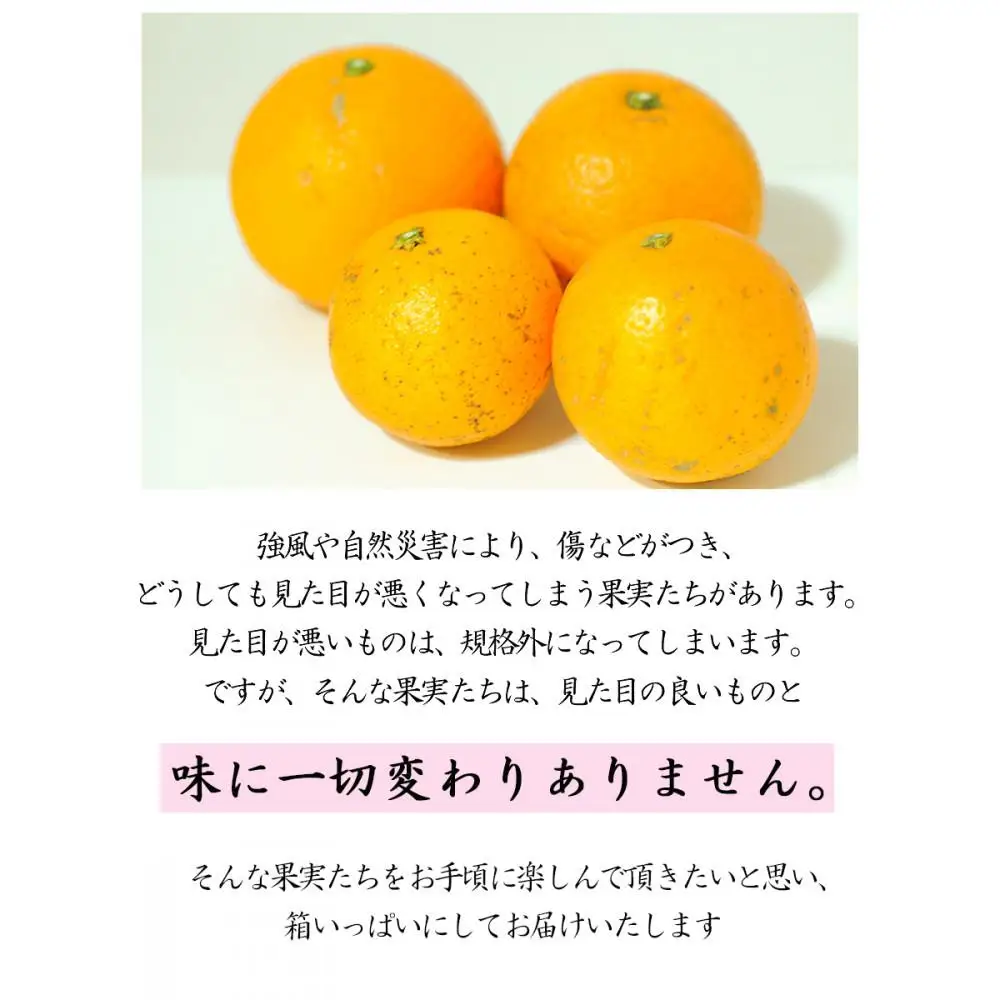 訳あり 清見オレンジ 混合 7.5Kg【令和9年3月から発送】清見オレンジ    