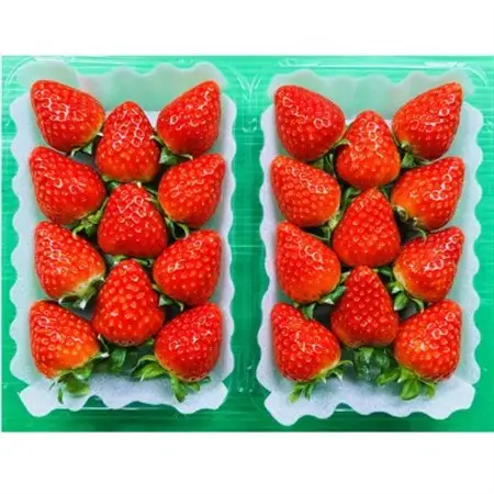 【2027年1月以降発送】奈良県産いちご「古都華」2パック_果物・フルーツ いちご  イチゴ 苺_【配送不可地域：離島】【1556700】