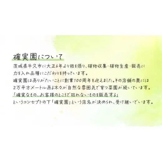 アグラオネマ シルバークイーン 5号ポット 1点 家庭 で 園芸 鉢植え 苗 庭木 果樹 ガーデニング 植物 確実園 観葉植物 インテリア 植木鉢