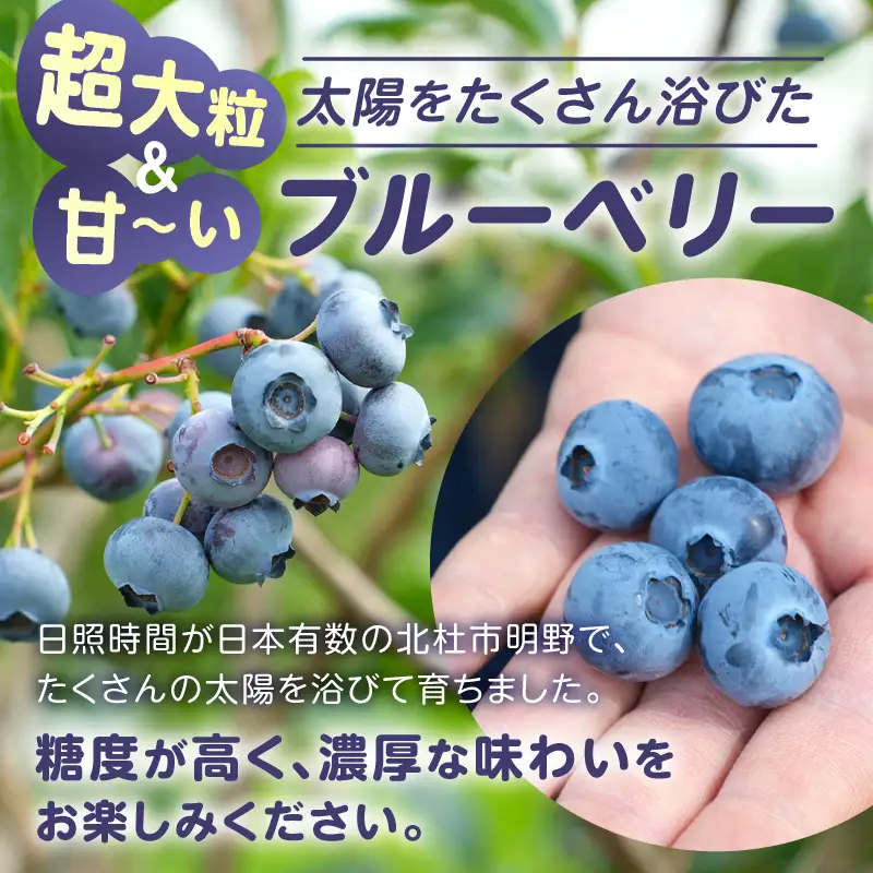 【超大粒】山梨県産（明野産）冷凍　ブルーベリー500g [h290]