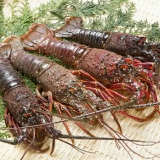 【冷凍】伊勢海老 1kg（2尾～5尾程度） 活冷伊勢海老