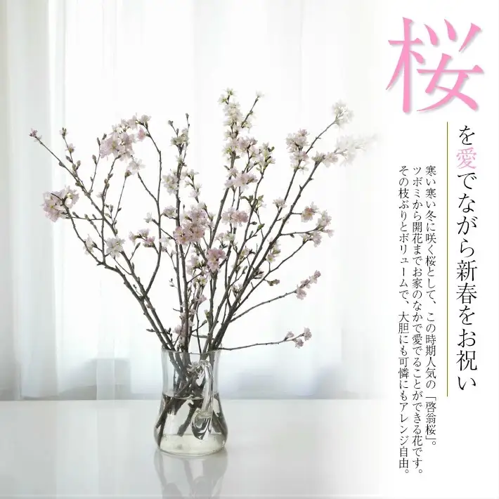啓翁桜 約100cm×10本（12月下旬発送）※着日指定不可 東北 山形県 遊佐町 庄内地方 桜 木 植物 枝 切り花 花束 お花 室内 リビング 玄関 アレンジにも お正月飾り 冬 春 新春 迎春 新年 成人の日 成人式 卒業 卒園 退職 ピンク [292M12c]