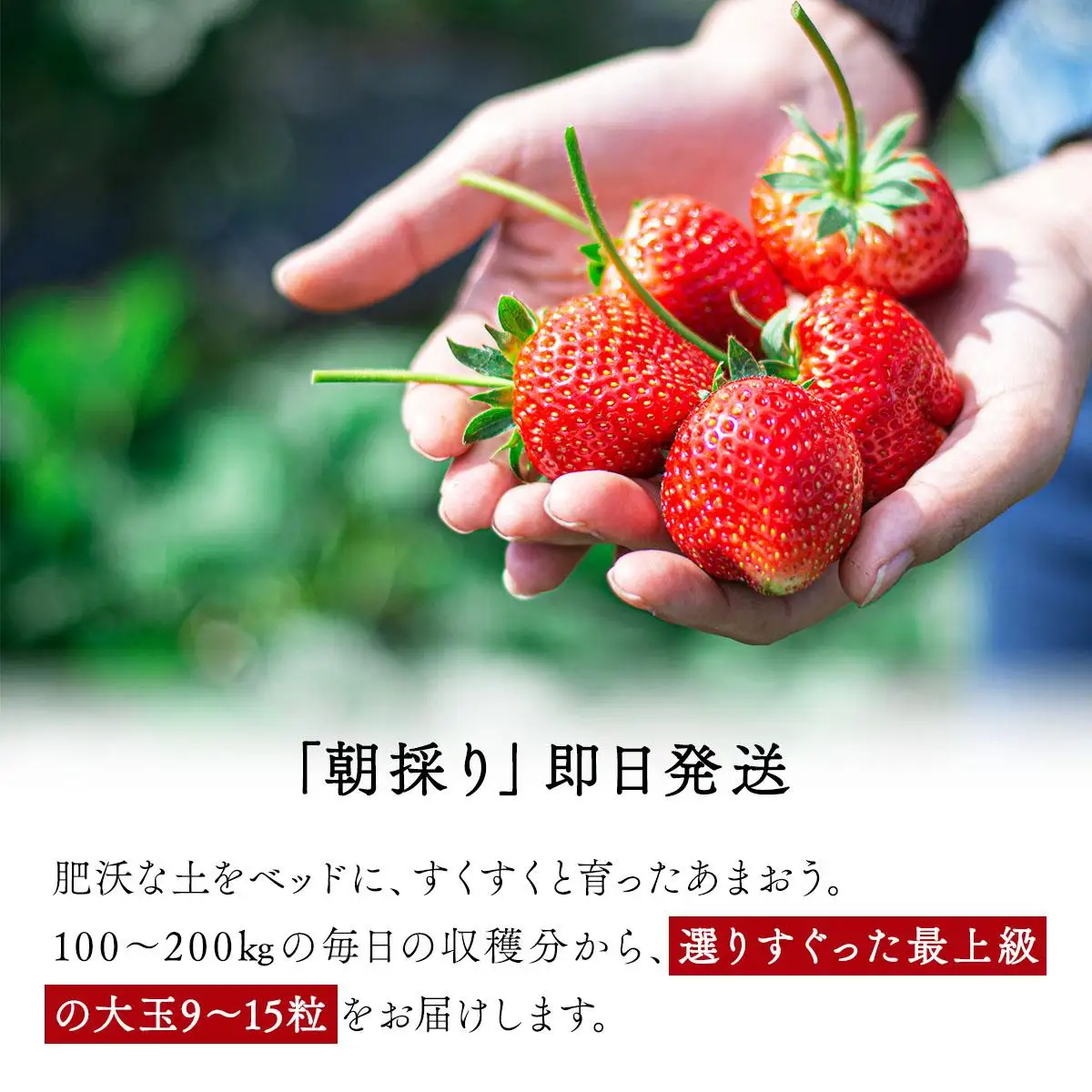 【ふるなび限定】桐箱入り高級あまおうギフト(9～15玉)450g いちご  苺 FN-Limited-SP BD015