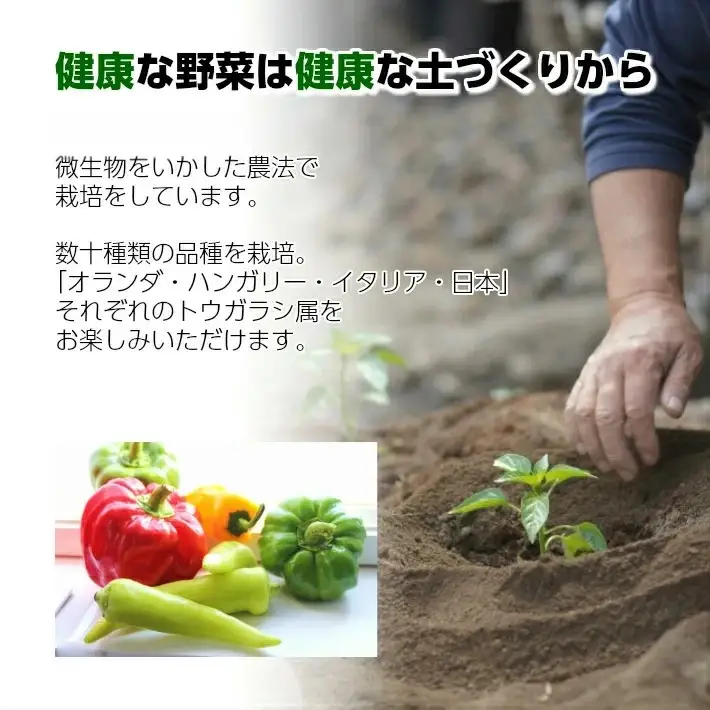 パプリカアラカルト 2kg 山形県遊佐産 2026年7月上旬～11月下旬頃お届け ※着日指定不可 野菜 パプリカ 東北 山形県 遊佐町 庄内 夏 秋 [1220]