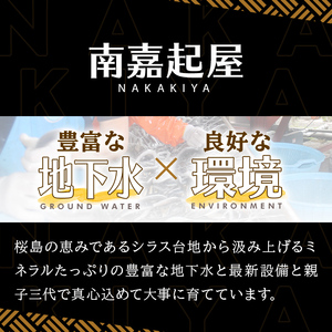 【0085711a】＜おためし＞大隅産鰻の特上冷凍弁当(冷凍品)(1食分・計340g タレ、山椒付) うなぎ 高級 ウナギ 鰻 うなぎの蒲焼 蒲焼 国産 ごはん ご飯 お米 おかず 鹿児島 ふるさと レンチン 電子レンジ 【南嘉起屋】
