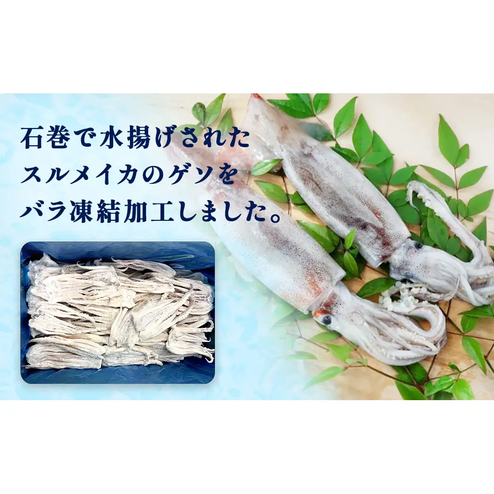 石巻市産スルメイカゲソ3kg 冷凍 国産 スルメイカ いか 下足 イカ イカゲソ カルパッチョ