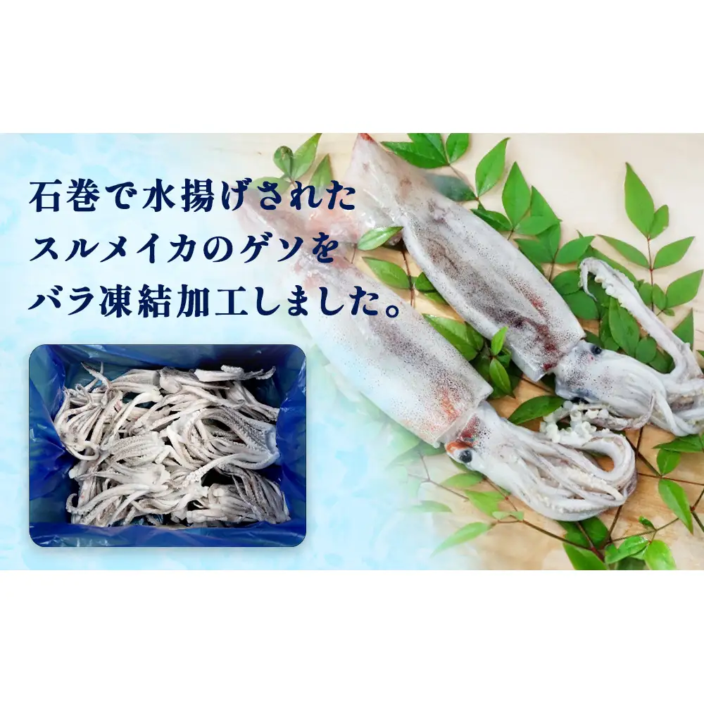 石巻市産スルメイカゲソ１kg 冷凍 国産 スルメイカ いか 下足 イカ イカゲソ カルパッチョ