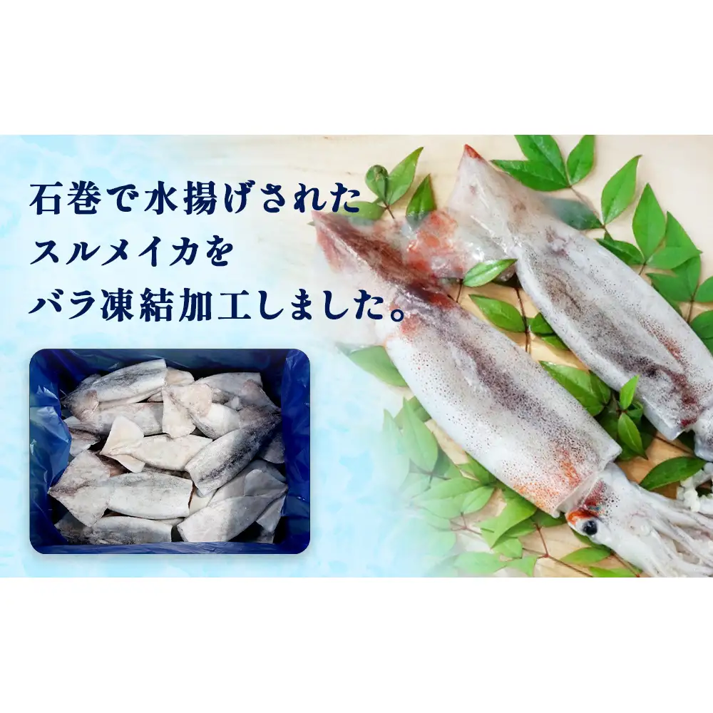 石巻市産スルメイカツボ抜き2kg 冷凍 国産 スルメイカ いか イカ  おつまみ 魚介類 焼イカ バーベキュー BBQ 烏賊 炒め物 フライ 唐揚げ