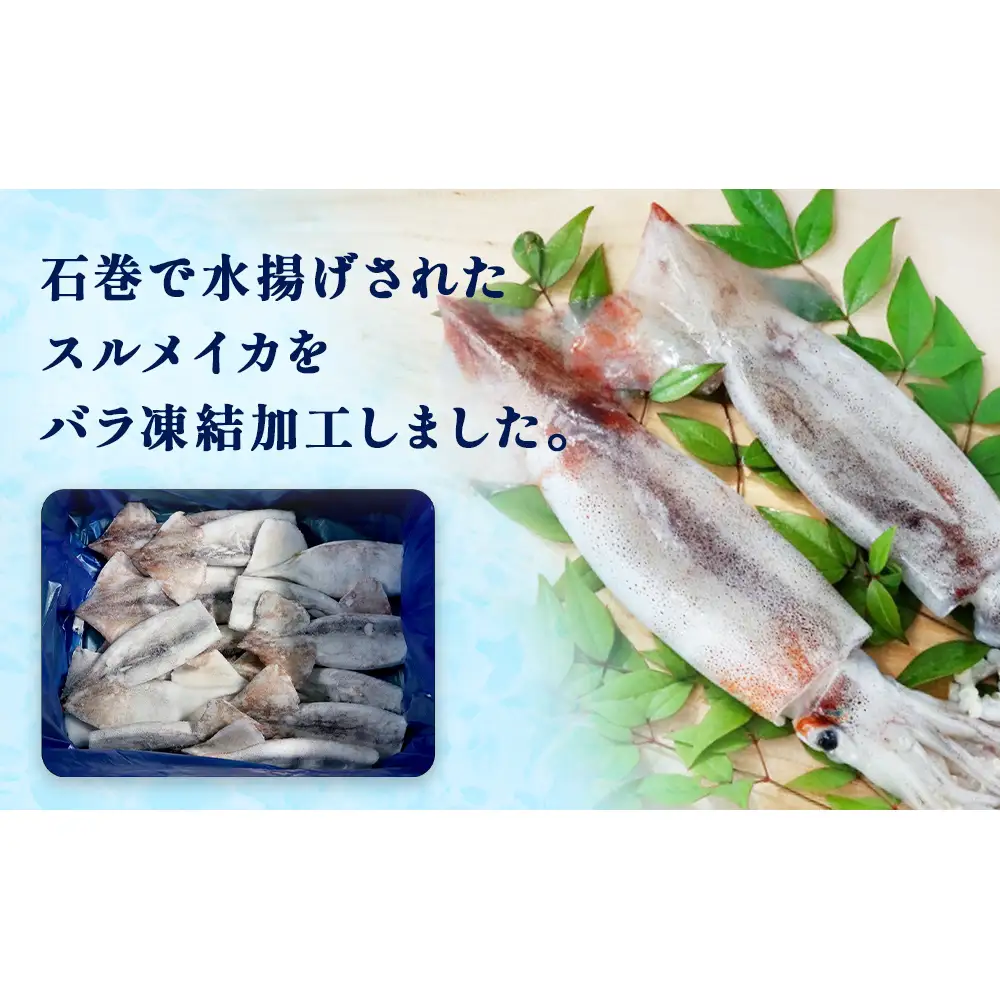 石巻市産スルメイカツボ抜き1kg 冷凍 国産 スルメイカ いか イカ おつまみ 魚介類 焼イカ バーベキュー BBQ 烏賊 炒め物 フライ 唐揚げ