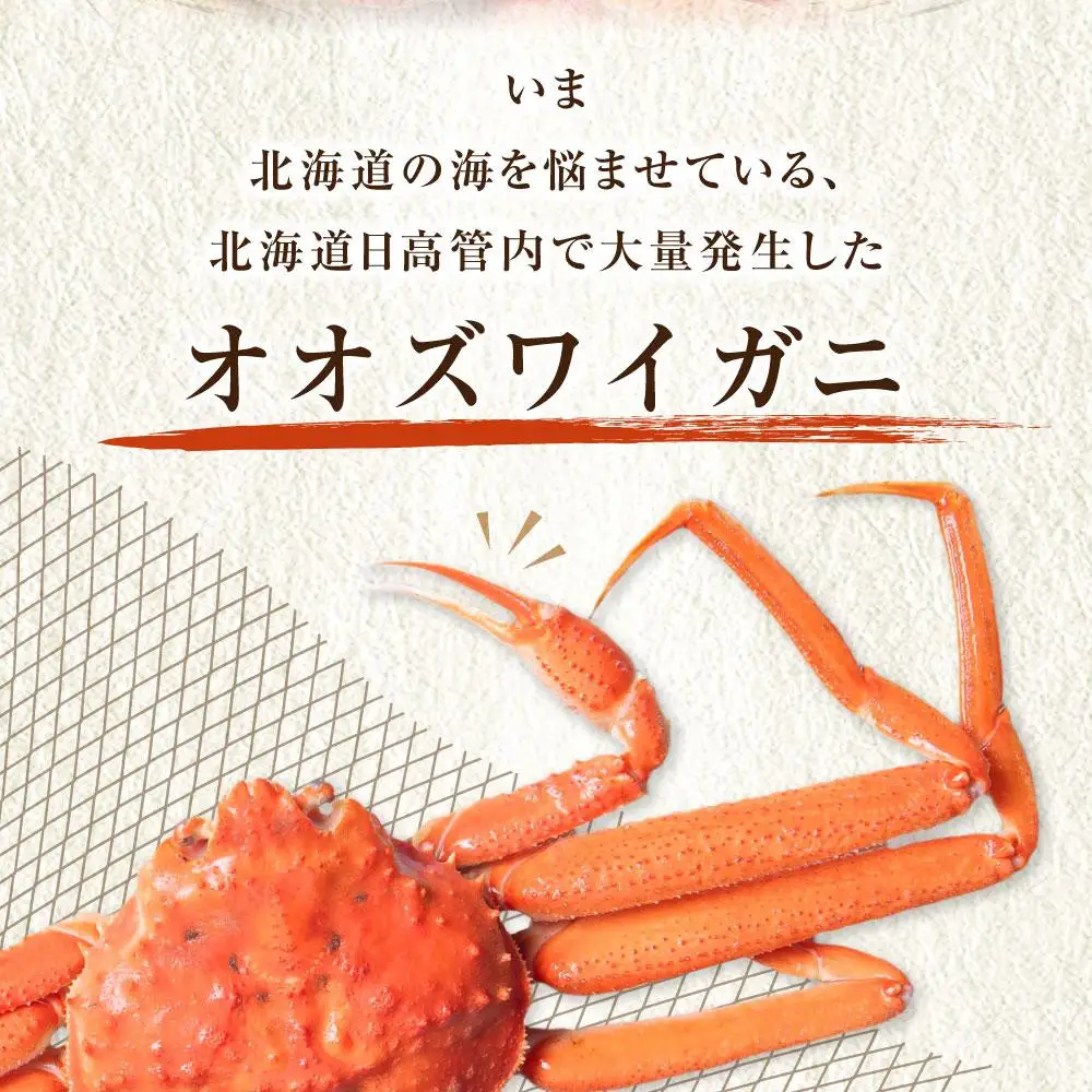 「訳あり」オオズワイガニボイル 6尾 合計約2.7kg カニ カニ