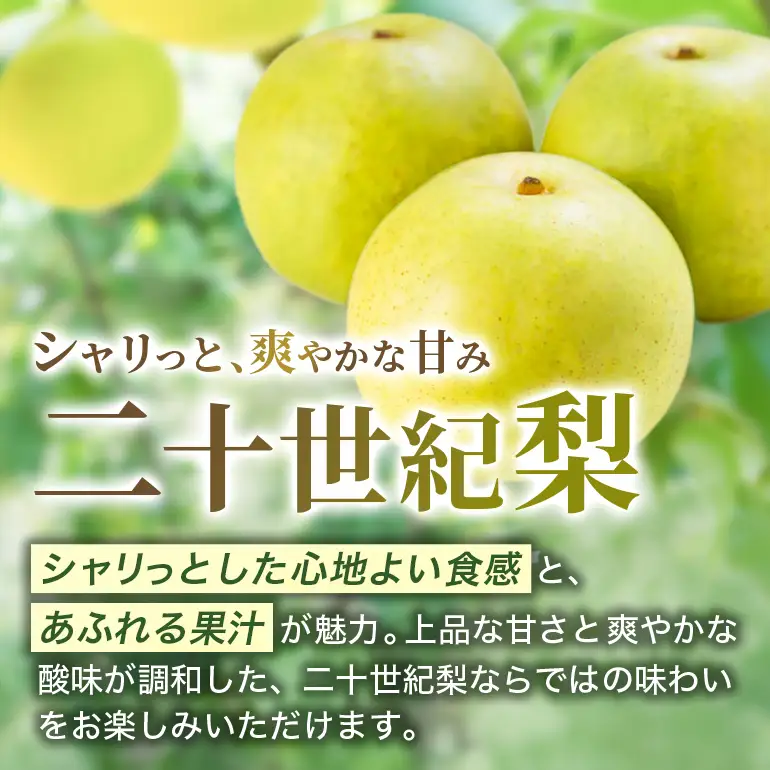 梨 2026年 先行予約 二十世紀梨 5kg 12～14玉 果物 なし 広島県 安芸高田市 A74-001